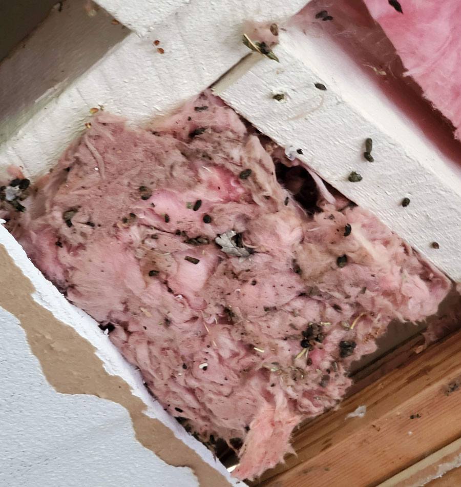 Rodent feces clean up in San Jose, CA, in the ceiling insulation